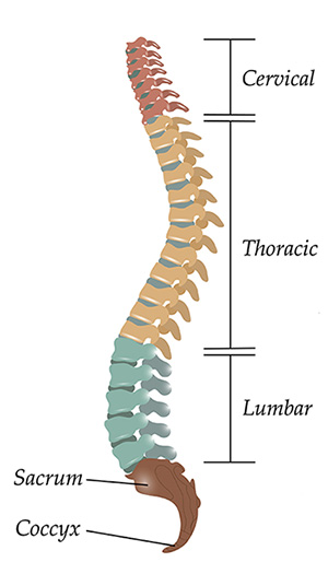 Diagram of the human spine